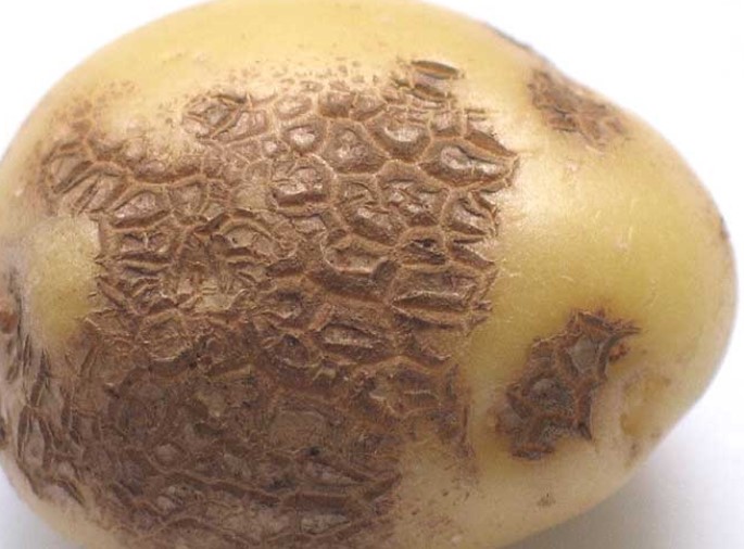 ΑΚΤΙΝΟΜΥΚΩΣΗ