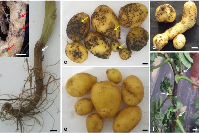 ΡΙΖΟΚΤΟΝΙΑΣΗ