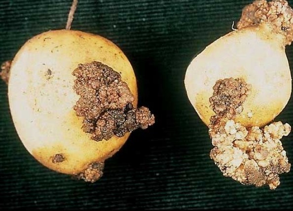 ΚΑΦΕ ΣΗΨΗ ΠΑΤΑΤΑΣ