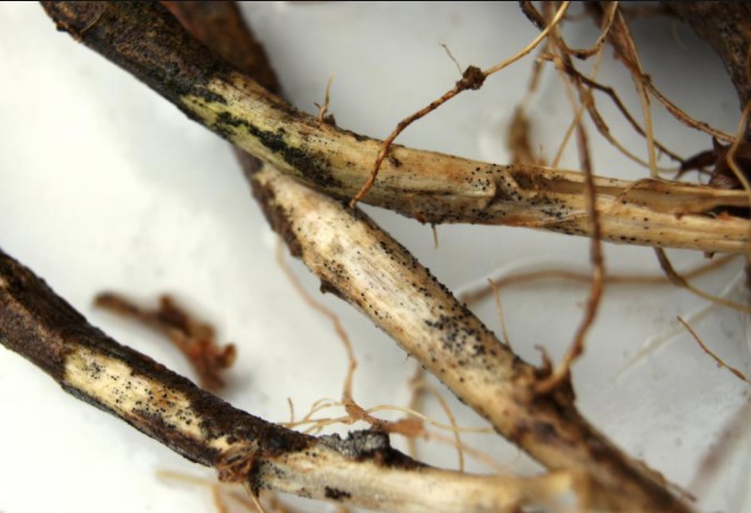 ΑΝΘΡΑΚΩΣΗ ΠΑΤΑΤΑΣ