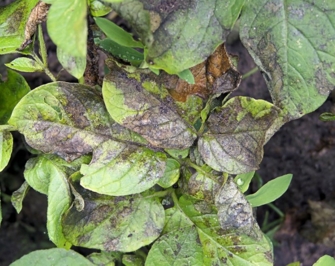 ΠΕΡΟΝΟΣΠΟΡΟΣ ΣΕ ΠΑΤΑΤΑ