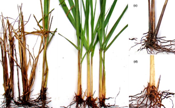 ΣΗΨΗ ΛΕΥΚΩΝ ΣΤΑΧΕΩΝ