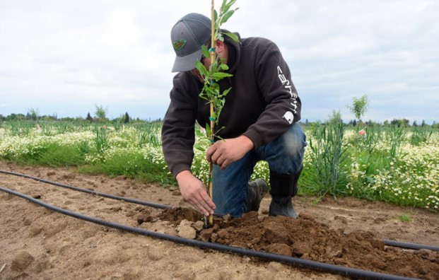 Έρχεται επιδότηση 80% για αναδιάρθρωση καλλιεργειών. Πόση θα είναι η επιδότηση ανά στρέμμα.