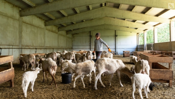 Πόσα χρήματα ανά θανατωμένο ζώο θα λάβουν οι κτηνοτρόφοι τον Δεκέμβριο 