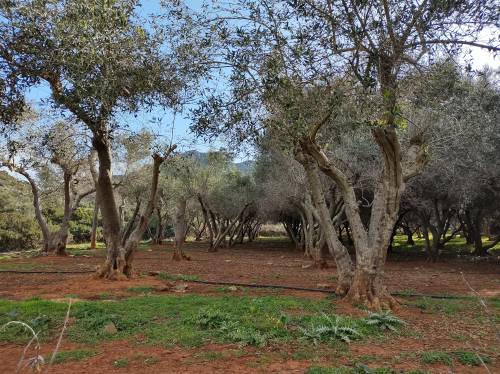 ΜΕΛΕΤΗ: ΟΙ ΕΛΛΗΝΕΣ ΕΓΚΑΤΑΛΕΙΠΟΥΝ ΤΗΝ ΕΛΑΙΟΚΑΛΛΙΕΡΓΕΙΑ. ΧΑΘΗΚΑΝ ΠΛΕΟΝ ΤΩΝ 3 ΕΚ. ΣΤΡΕΜΜΑΤΩΝ