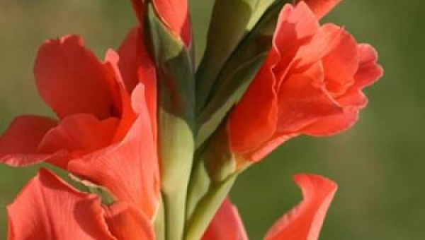 ΓΛΑΔΙΟΛΟΣ: ΦΡΟΝΤΙΔΑ ΦΥΤΟΥ