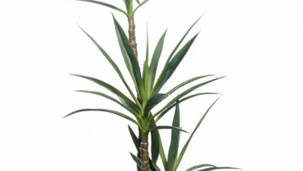 ΓΙΟΥΚΑ: ΦΡΟΝΤΙΔΑ ΦΥΤΟΥ