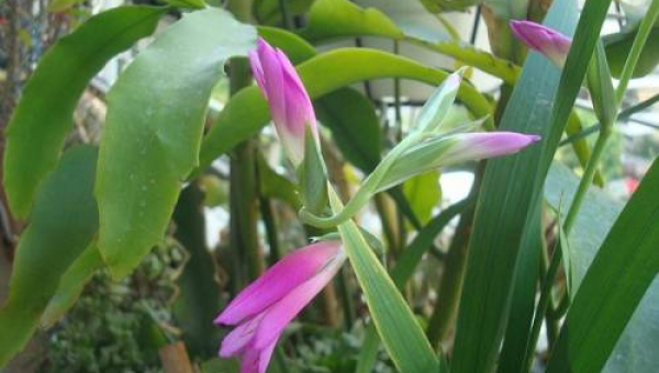 ΓΛΑΔΙΟΛΕΣ: ΦΡΟΝΤΙΔΑ ΦΥΤΟΥ