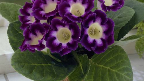 ΓΛΟΞΙΝΙΑ: ΦΡΟΝΤΙΔΑ ΦΥΤΟΥ