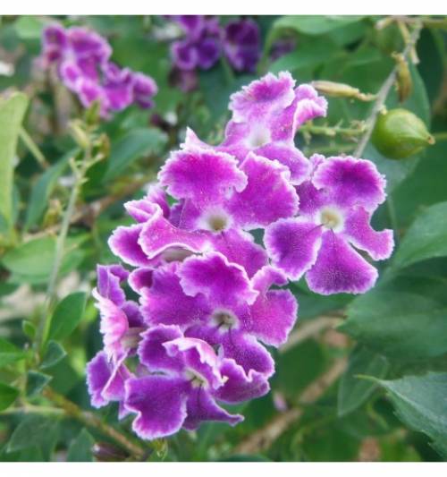 ΔΟΥΡΑΝΤΑ: ΦΡΟΝΤΙΔΑ ΦΥΤΟΥ