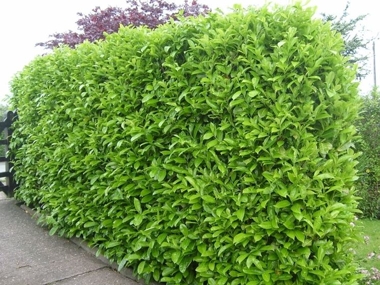 ΔΑΦΝΟΚΕΡΑΣΟΣ:ΦΡΟΝΤΙΔΑ ΦΥΤΟΥ