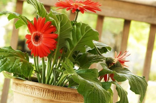 ΖΕΡΜΠΕΡΑ: ΦΡΟΝΤΙΔΑ ΦΥΤΟΥ