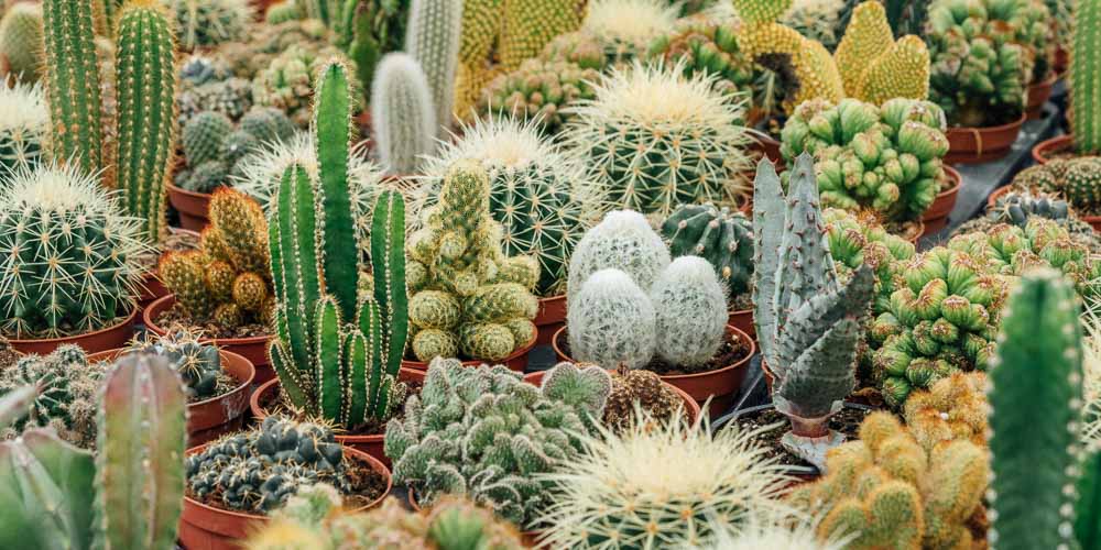 ΚΑΚΤΟΙ: ΦΡΟΝΤΙΔΑ ΦΥΤΩΝ