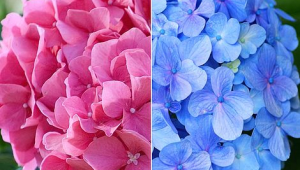 ΟΡΤΑΝΣΙΑ: ΦΡΟΝΤΙΔΑ ΦΥΤΟΥ