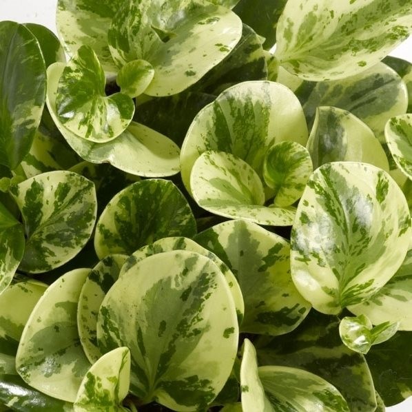 ΠΕΠΕΡΟΜΙΑ: ΦΡΟΝΤΙΔΑ ΦΥΤΟΥ