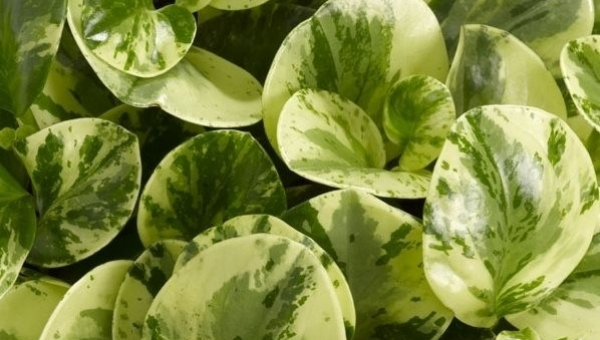 ΠΕΠΕΡΟΜΙΑ: ΦΡΟΝΤΙΔΑ ΦΥΤΟΥ