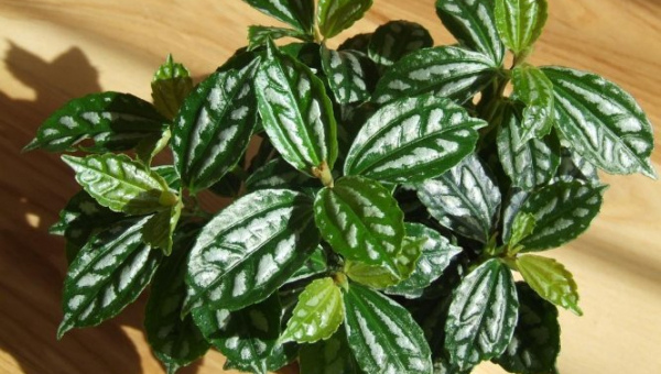 ΠΙΛΕΑ: ΦΡΟΝΤΙΔΑ ΦΥΤΟΥ