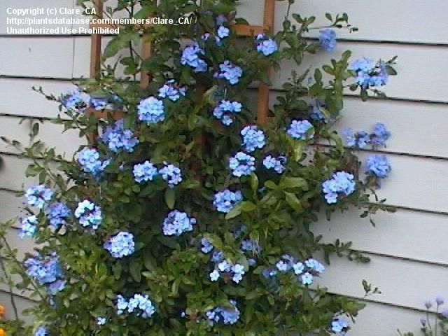 ΠΛΟΥΜΠΑΓΚΟ: ΦΡΟΝΤΙΔΑ ΦΥΤΟΥ