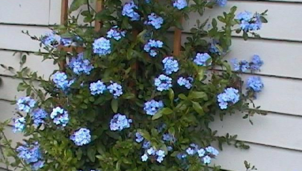 ΠΛΟΥΜΠΑΓΚΟ: ΦΡΟΝΤΙΔΑ ΦΥΤΟΥ