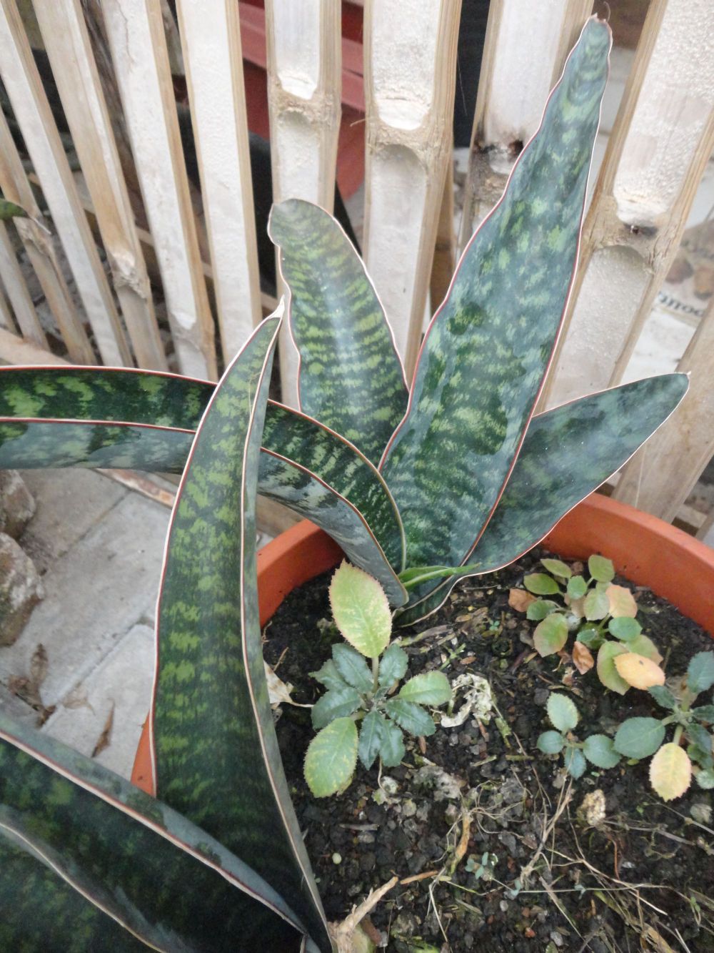 ΣΑΝΣΕΒΙΕΡΙΑ: ΦΡΟΝΤΙΔΑ ΦΥΤΟΥ