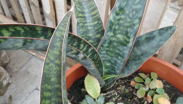 ΣΑΝΣΕΒΙΕΡΙΑ: ΦΡΟΝΤΙΔΑ ΦΥΤΟΥ