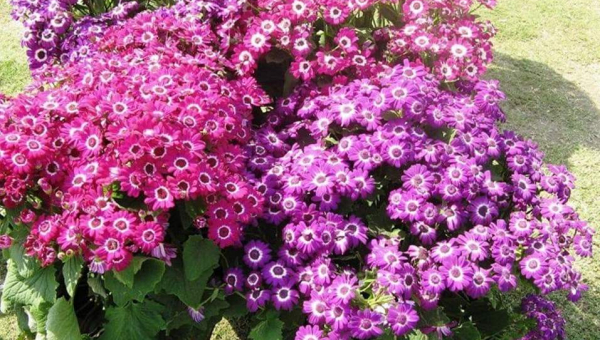 ΣΙΝΕΡΑΡΙΑ: ΦΡΟΝΤΙΔΑ ΦΥΤΟΥ