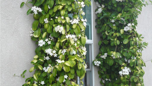 ΣΤΕΦΑΝΩΤΙΣ: ΦΡΟΝΤΙΔΑ ΦΥΤΟΥ