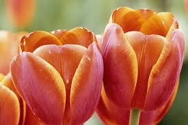 ΤΟΥΛΙΠΑ: ΦΡΟΝΤΙΔΑ ΦΥΤΟΥ