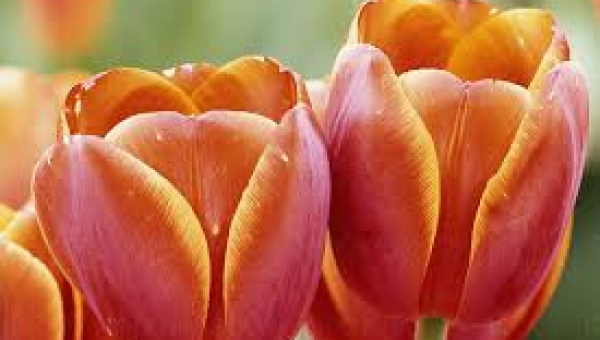 ΤΟΥΛΙΠΑ: ΦΡΟΝΤΙΔΑ ΦΥΤΟΥ