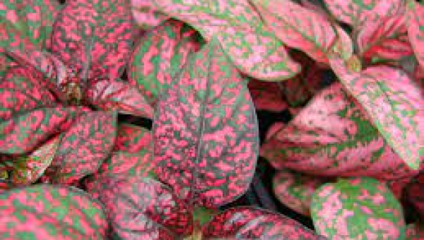 ΥΠΟΕΣΘΗΣ: ΦΡΟΝΤΙΔΑ ΦΥΤΟΥ