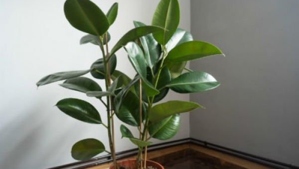 ΦΙΚΟΣ ΕΛΑΣΤΙΚΟΣ: ΦΡΟΝΤΙΔΑ ΦΥΤΟΥ