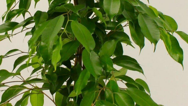 ΦΙΚΟΣ ΜΙΚΡΟΦΥΛΛΟΣ: ΦΡΟΝΤΙΔΑ ΦΥΤΟΥ