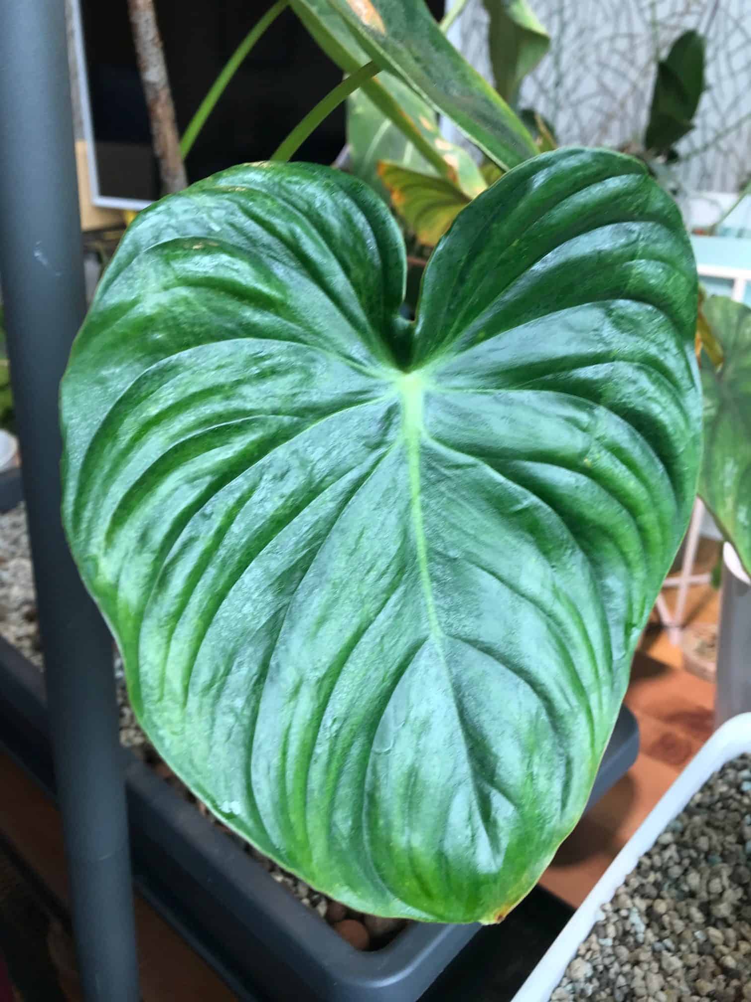 ΦΙΛΟΔΕΝΔΡΑ: ΦΡΟΝΤΙΔΑ ΦΥΤΩΝ