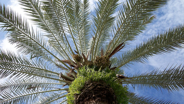 ΦΟΙΝΙΚΑΣ: ΦΡΟΝΤΙΔΑ ΦΥΤΟΥ
