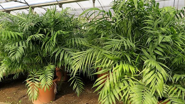 ΧΑΜΑΙΝΤΟΡΙΑ – ΦΡΟΝΤΙΔΑ ΦΥΤΟΥ