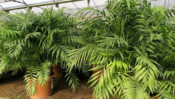 ΧΑΜΑΙΝΤΟΡΙΑ – ΦΡΟΝΤΙΔΑ ΦΥΤΟΥ