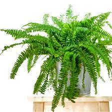 ΦΤΕΡΗ: ΦΡΟΝΤΙΔΑ ΦΥΤΟΥ