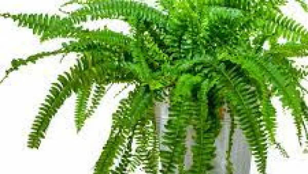 ΦΤΕΡΗ: ΦΡΟΝΤΙΔΑ ΦΥΤΟΥ