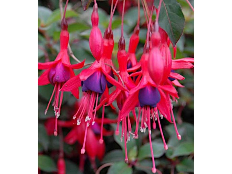 ΦΟΥΞΙΑ (ΣΚΟΥΛΑΡΙΚΙΑ)- ΦΡΟΝΤΙΔΑ ΦΥΤΟΥ