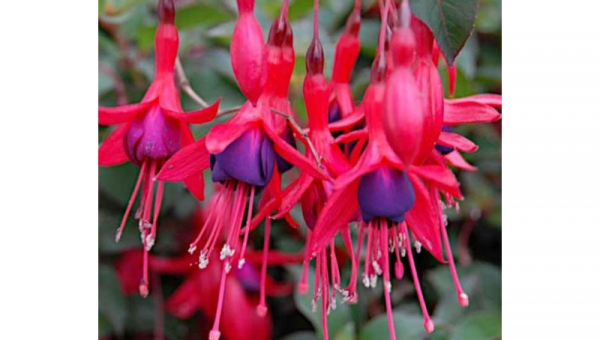 ΦΟΥΞΙΑ (ΣΚΟΥΛΑΡΙΚΙΑ)- ΦΡΟΝΤΙΔΑ ΦΥΤΟΥ