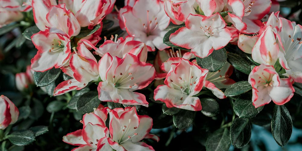 ΑΖΑΛΕΑ (RHODODENDRON SPP)