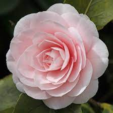 ΚΑΜΕΛΙΑ (CAMELLIA JAPONICA)