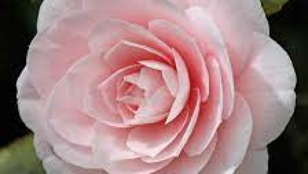 ΚΑΜΕΛΙΑ (CAMELLIA JAPONICA)