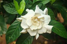 ΓΑΡΔΕΝΙΑ (GARDENIA JASMINOIDES)