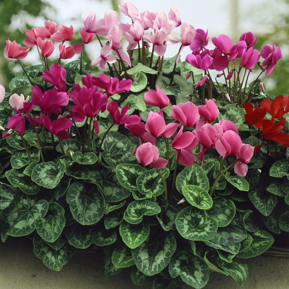 ΚΥΚΛΑΜΙΝΟ ( CYCLAMEN PERSICUM)