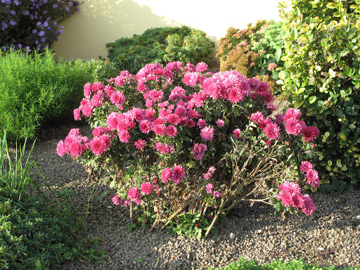 ΧΡΥΣΑΝΘΕΜΟ (CHRYSANTHEMUM MORIFOLIUM)