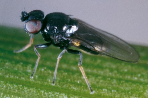 ΟΣΙΝΕΛΛΑ ΑΡΑΒΟΣΙΤΟΥ