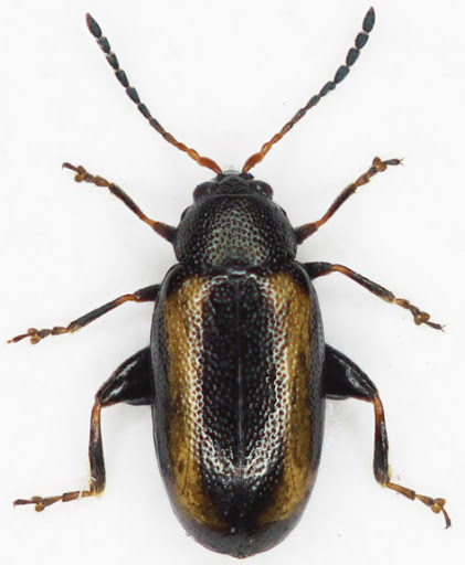 ΑΛΤΕΣ ΑΡΑΒΟΣΙΤΟΥ