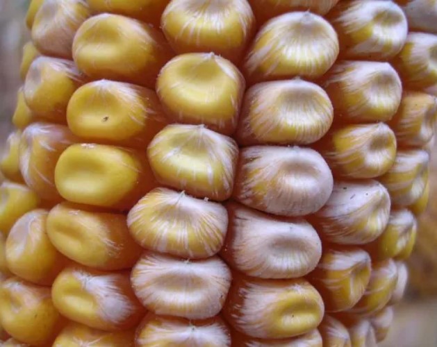 ΦΟΥΖΑΡΙΩΣΗ ΤΩΝ ΣΤΑΧΕΩΝ