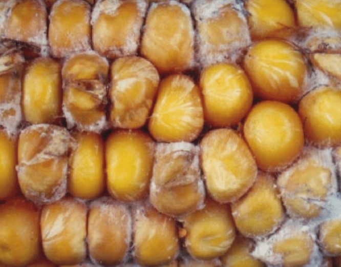 ΦΟΥΖΑΡΙΩΣΗ ΤΩΝ ΣΤΕΛΕΧΩΝ